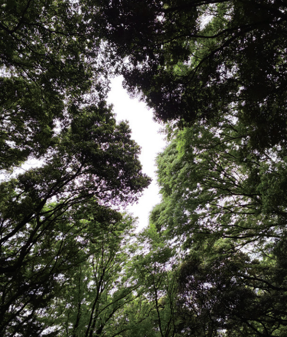 「脳と森」そして「アロマ」3