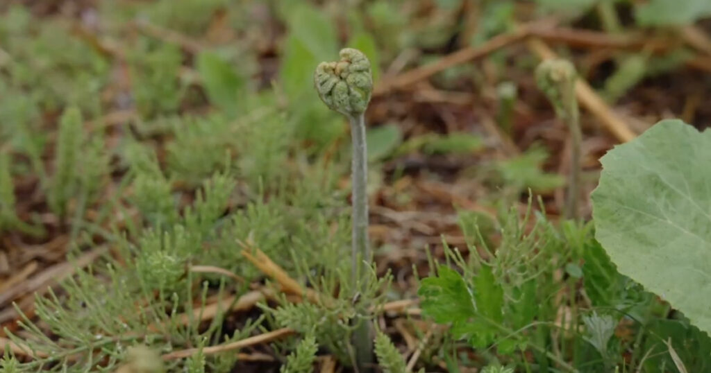 雨がくれる“本当の豊かさ”―川もない畑で育つ、自然任せの強い野菜たち